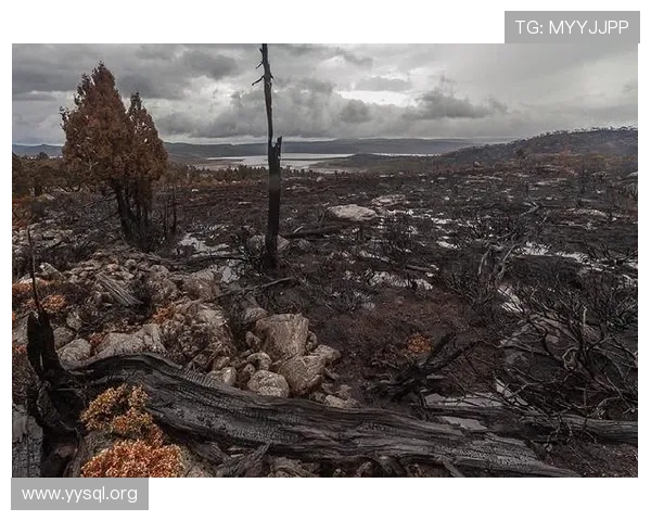 邮报:津琴科森林租借24内终止 邮报:津琴科森林租借24内终止